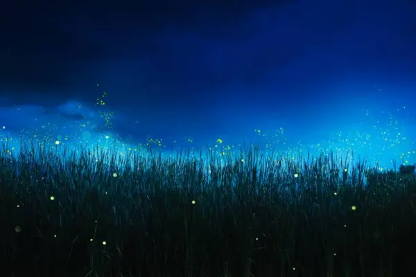 How do fireflies start a race?