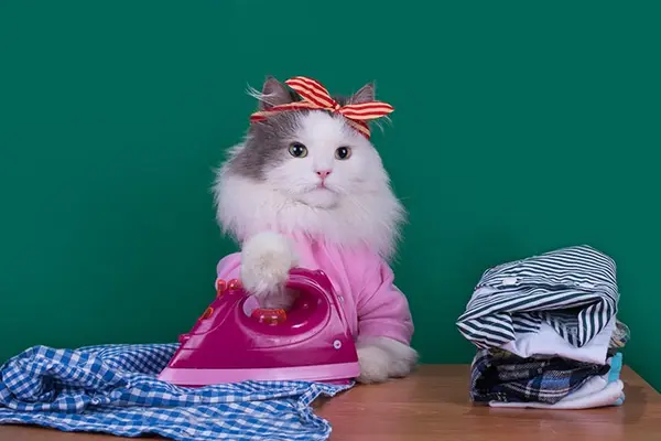 What do cats wear to work?