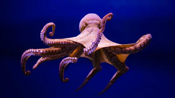 What do you call it when an octopus leaves the sea?