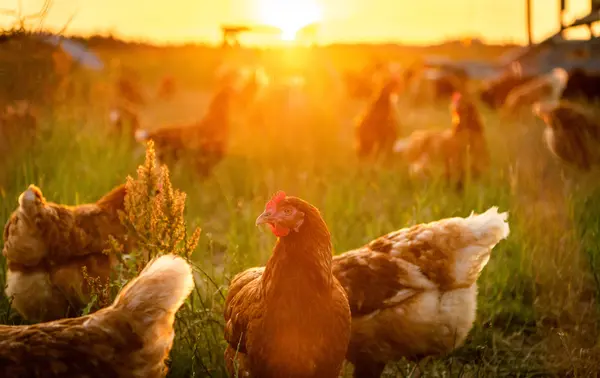 Which bird would make a great farmer?
