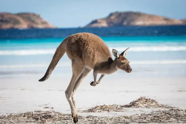 Can a kangaroo jump higher than a house?