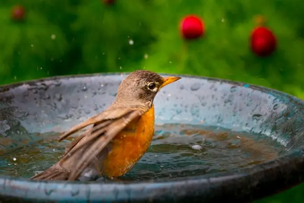What bird helps you stay dry?