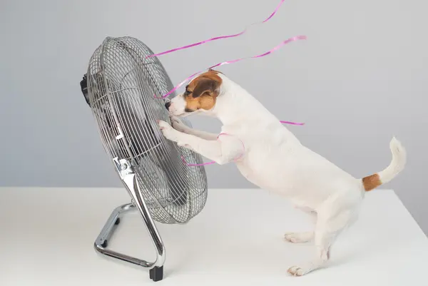 What happens when a dog catches a nice breeze?