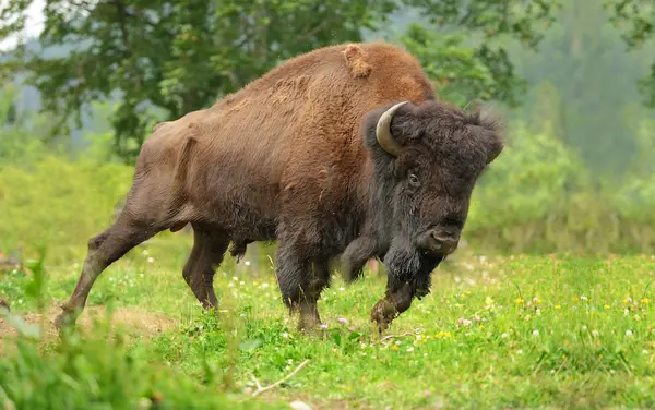 What do you call lending money to a bison?