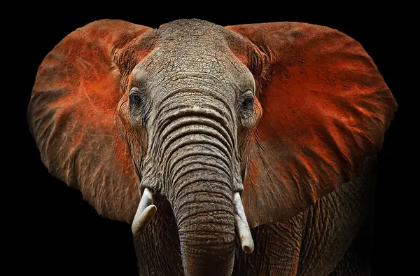 Why are elephants so wrinkled?
