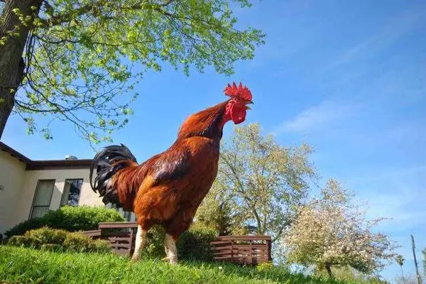 What is the opposite of cock-a-doodle-doo?