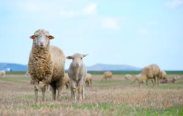 What did the sheep receive as a gift for Mother's Day?