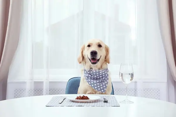 What is the only kind of dog you can eat?