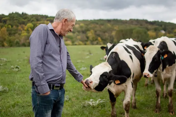 Why do farmers avoid buying skinny cows?