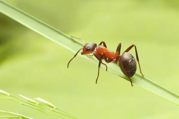 What kind of ant is good at math?