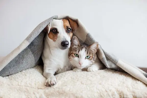 What's the difference between cats and dogs?