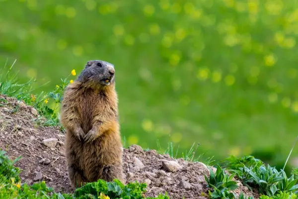 Why are groundhogs so grouchy?