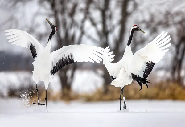 What is a bird's favorite ballet?