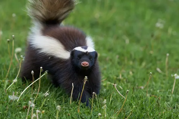 Why are skunks always so depressed?