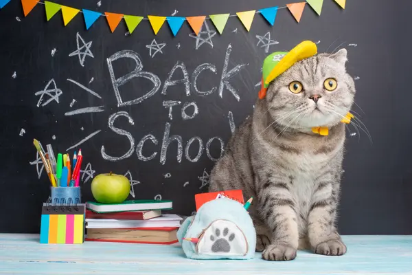 What's a feline's favorite class in school?