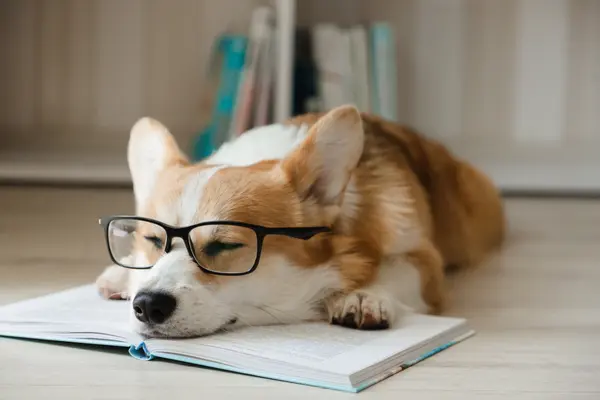 Why don't dogs ever finish their homework?