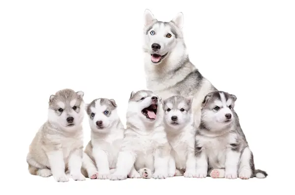 What did the Husky mom say to her puppies at dinner?