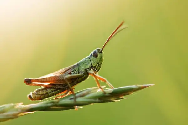 Why do grasshoppers not go to many football games?