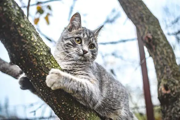 What do you get if you cross a cat with a tree?