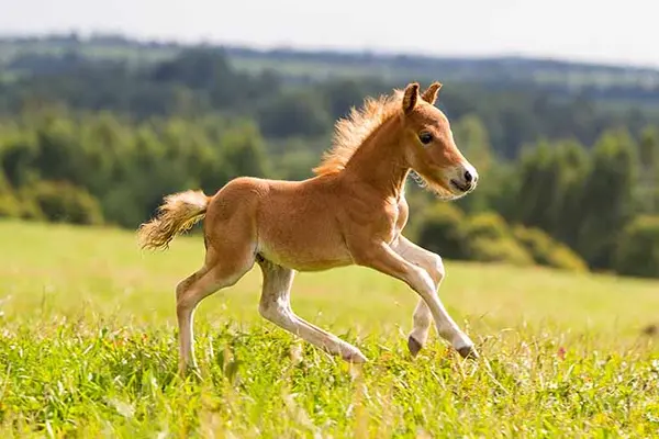 Why did the foal cough?