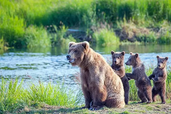 Why do grizzly bear families always bring sunscreen to the beach?