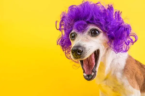 Why did the dog get embarrassed?