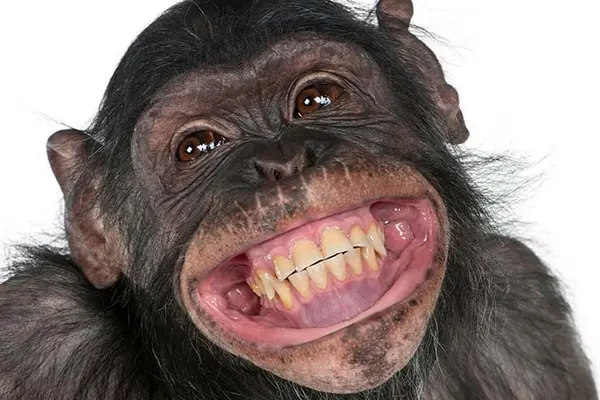 Why are monkeys lousy workers?