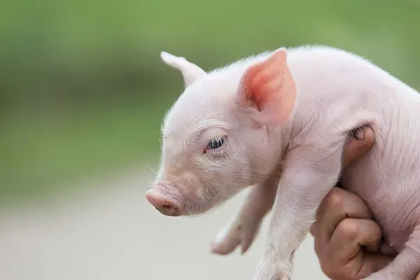 Why did the farmer call his pig 'Ink'?