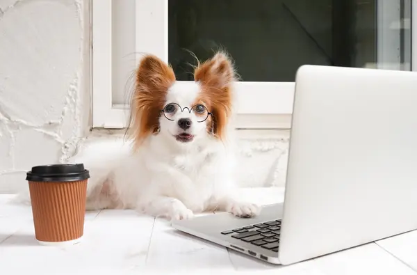 What's the ideal place for a dog to work? 