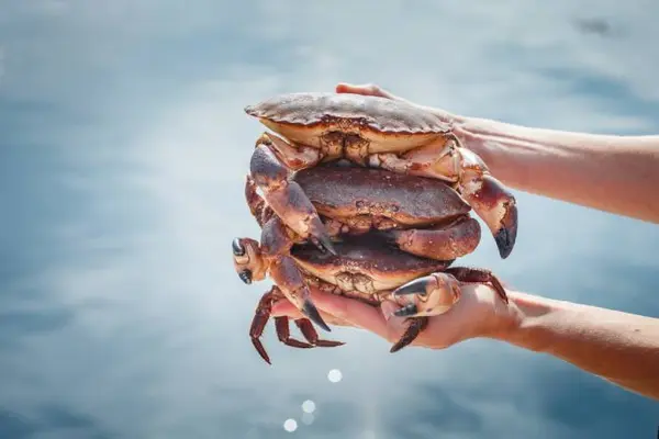 Why do crabs never give to charity?
