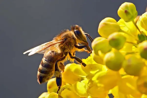 What did the confused bee say?