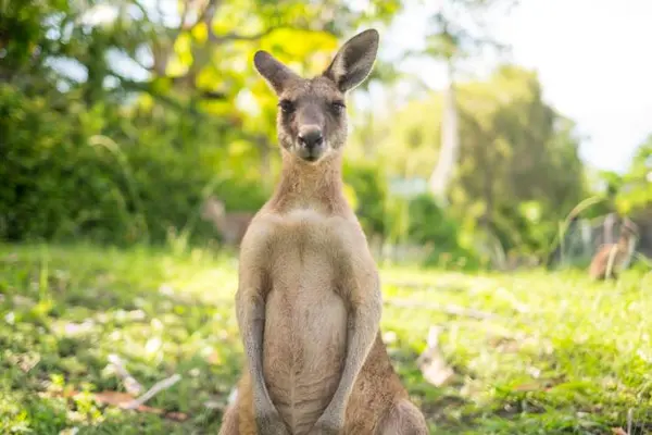 Why do mama kangaroos hate rainy days?