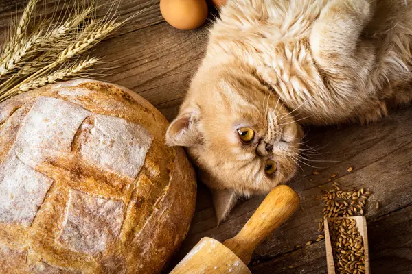 Why was the cat hired at the bakery?