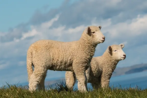 How did the lambs know they were going to have a daughter?