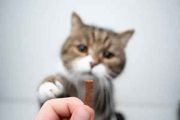 What's a cat's favorite snack?