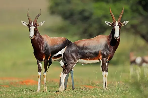 What did the antelope husband call his wife?