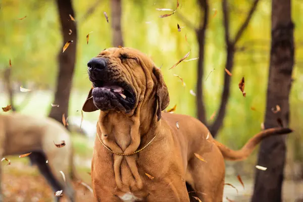 What kind of dog has the worst allergies?