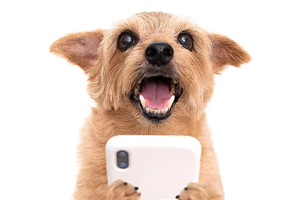 What do my dog and my cellphone have in common?