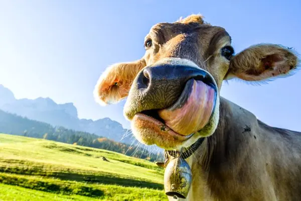 Why should you not pamper a cow?