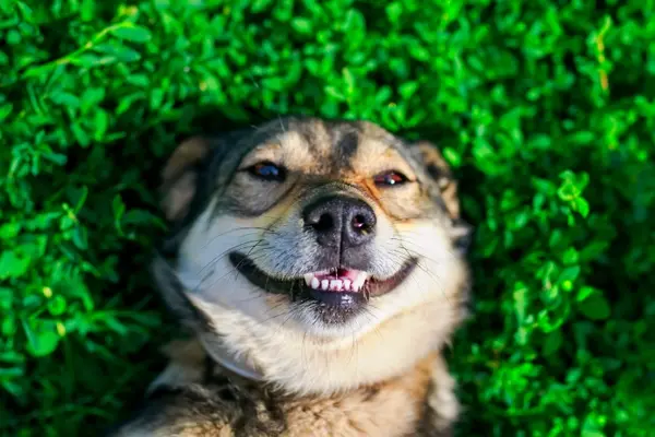 What's a dog's favorite tooth?