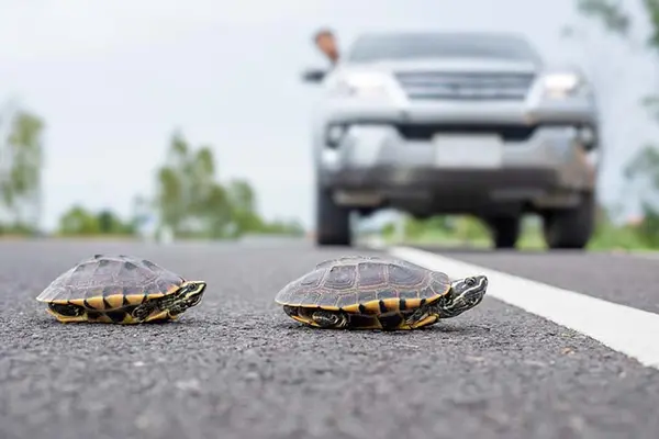 Why did the turtle cross the road?