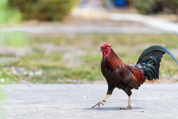 Why did the Roman chicken cross the road?