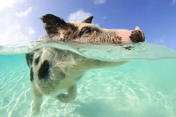 What do pigs do over the summer?