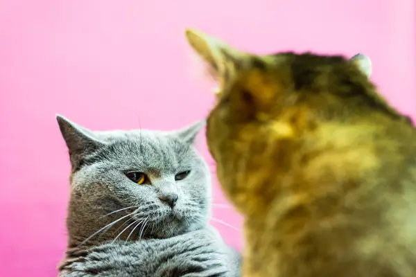 What do married cats say to each other when they're upset?
