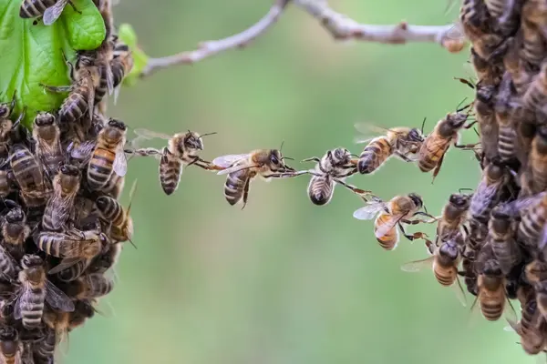How did the bee always know what everyone was gossiping about?