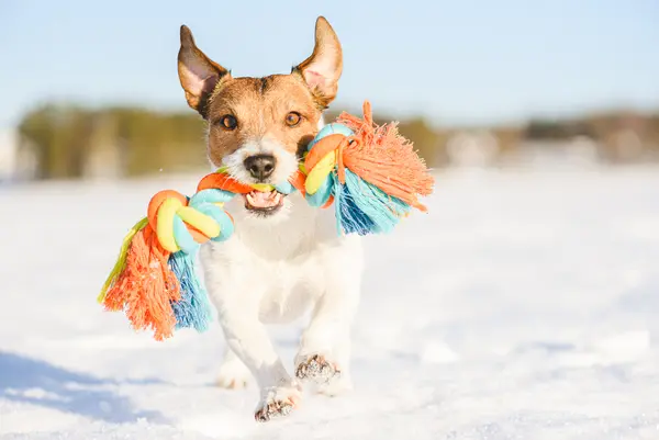 What is a canine's favorite toy to play with in the snow?