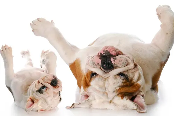 What do you call a group of itchy dogs who howl together?