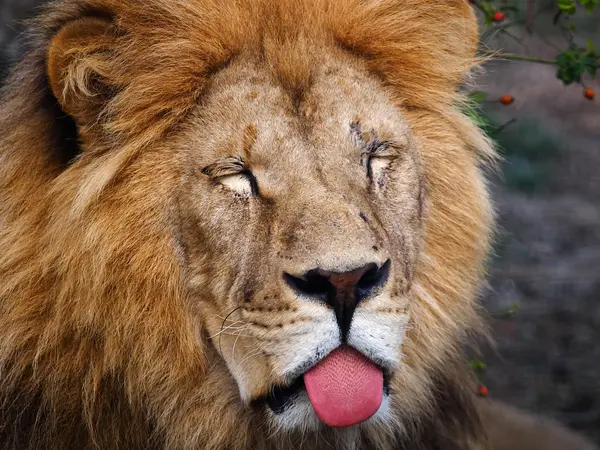 Where did the lions move to when they came to the US?