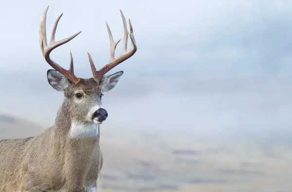 What does an old deer say when he's feeling young?