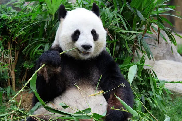 What did the panda give his dad on Father's Day?